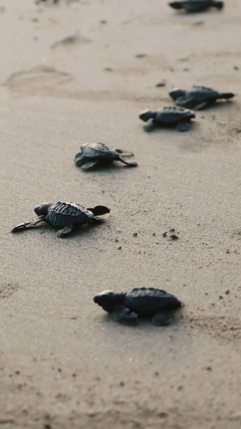 Baby turtles making their way to the sea